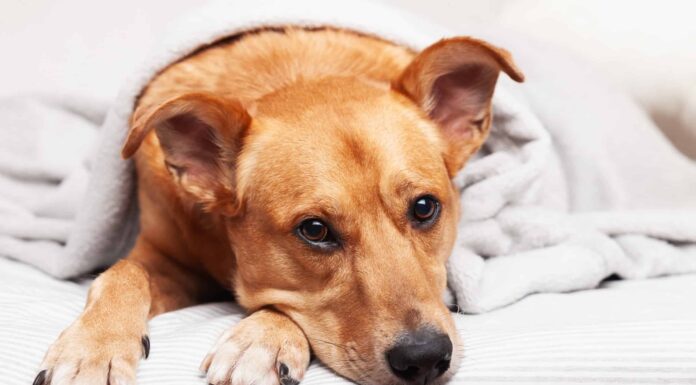  I cani possono avere brufoli e acne?  Come lo tratti?
