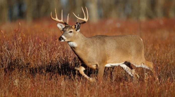 A white-tailed deer standing in a meadow