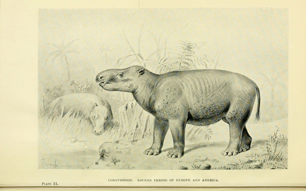 Un Coryphodon, un mammifero estinto e pantodonte