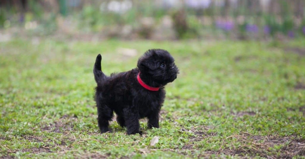 Cucciolo di Affenpinscher in piedi nell'erba