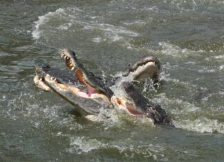 Il lago Poinsett è la capitale degli alligatori della Florida?
