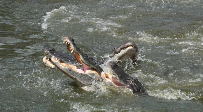 Il lago Poinsett è la capitale degli alligatori della Florida?

