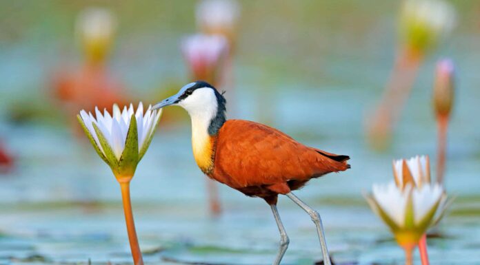 Jacana africana
