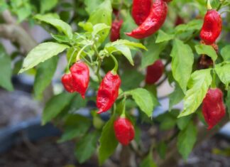 ghost pepper plant in the garden