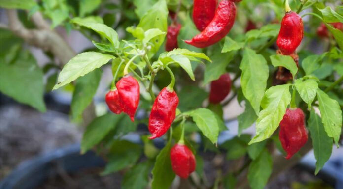 ghost pepper plant in the garden