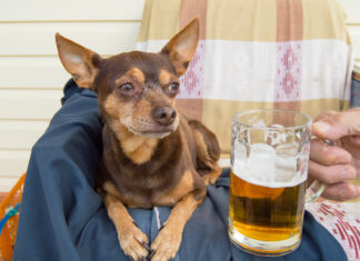  I cani possono ubriacarsi?  Quali sono i rischi?
