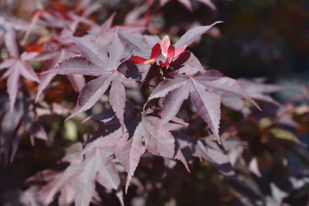 Foglie di Acer palmatum 'Bloodgood' (acero giapponese Bloodgood).