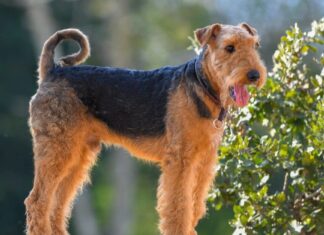 Airedale Terrier
