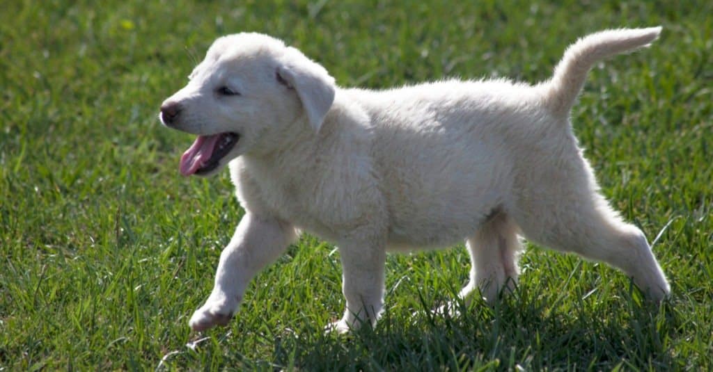 Cucciolo di Akbash che gioca nell'erba