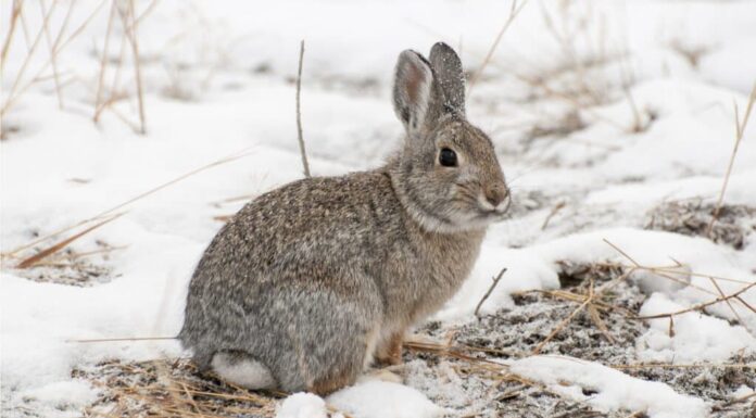 Predatori di conigli: cosa mangiano i conigli?
