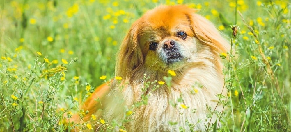 Cane pechinese dorato carino e simpatico nel gioco del parco