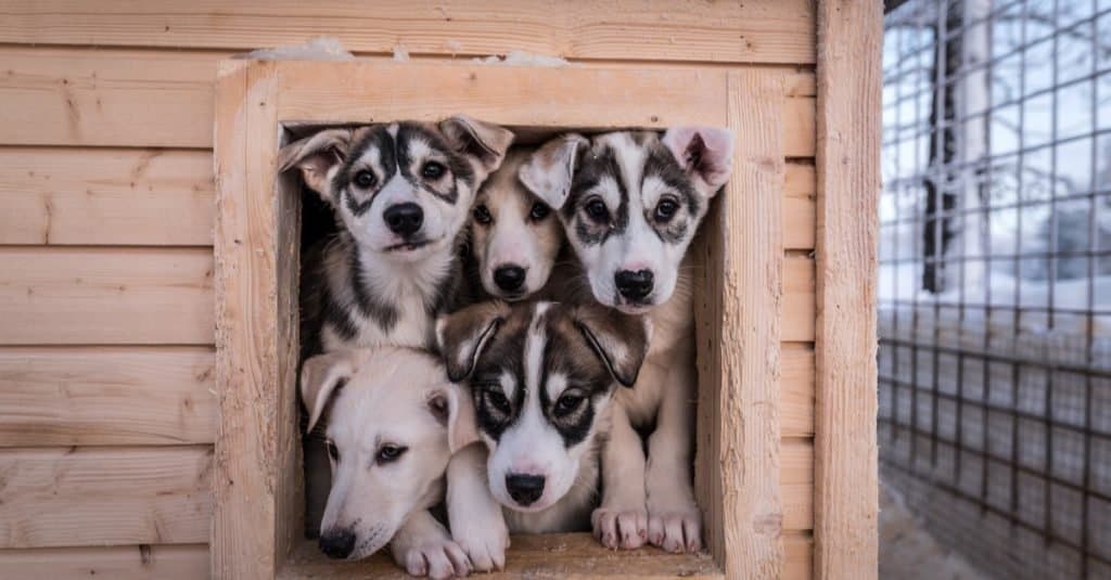 Cinque cuccioli di husky dell'Alaska che guardano fuori dalla loro casa.