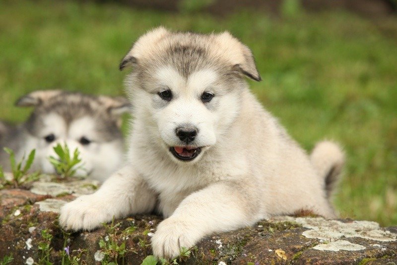 Cuccioli dell'Alaska Malamute
