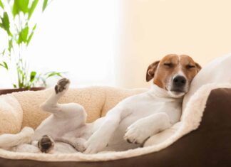  I cani sono notturni o diurni?  Spiegazione del loro comportamento durante il sonno

