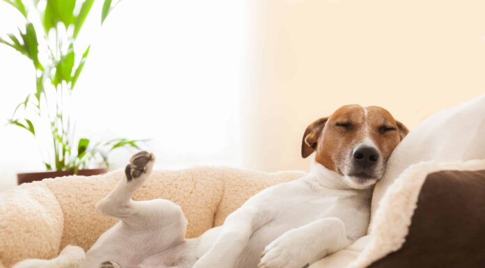  I cani sono notturni o diurni?  Spiegazione del loro comportamento durante il sonno
