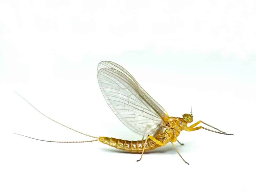 Mayfly (Ephemeroptera) - su sfondo bianco