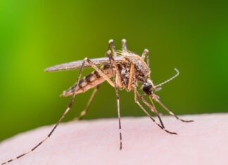 Mayfly vs Mosquito: quali sono le differenze?
