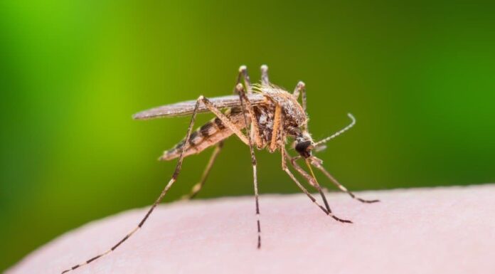 Mayfly vs Mosquito: quali sono le differenze?
