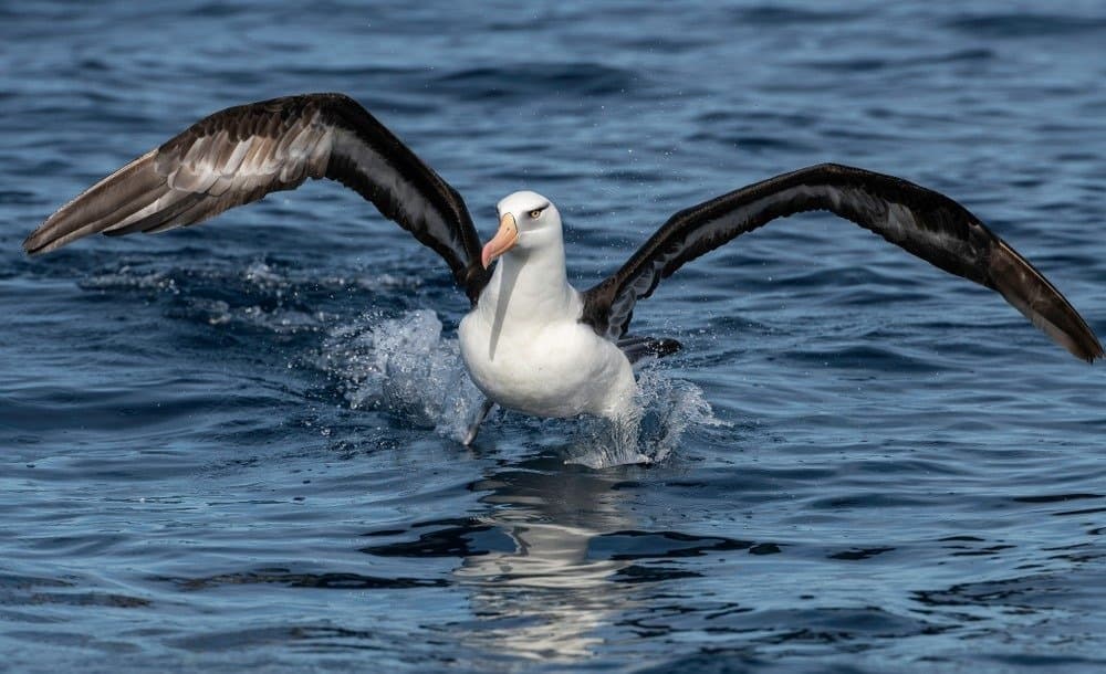 Albatro dai sopraccigli neri, Isola del nord, Nuova Zelanda.