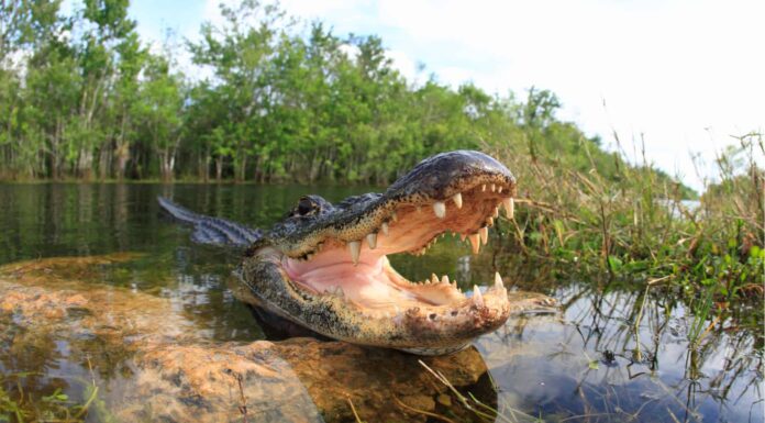 Alligator Lake è la capitale degli avvistamenti di Gator in Florida?
