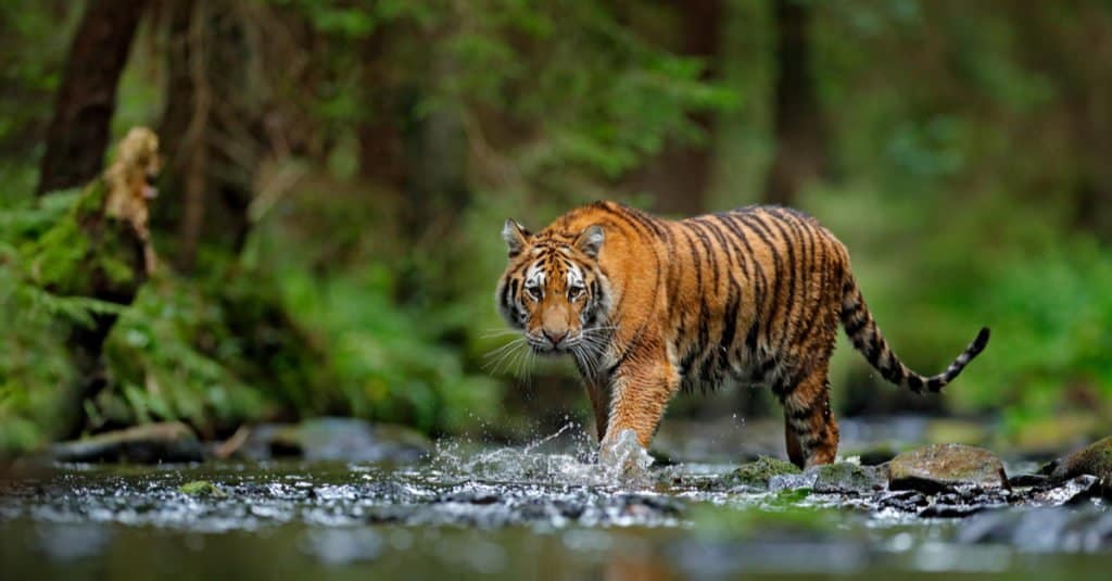 Predatore all'apice: tigre