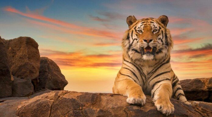  Le tigri sono notturne o diurne?  Spiegazione del loro comportamento durante il sonno
