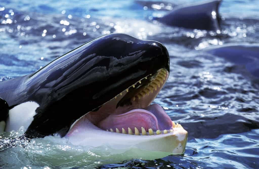 balena orca