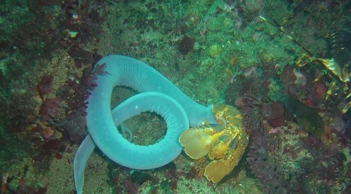 5 incredibili creature del mare profondo sembrano direttamente dalla fantascienza
