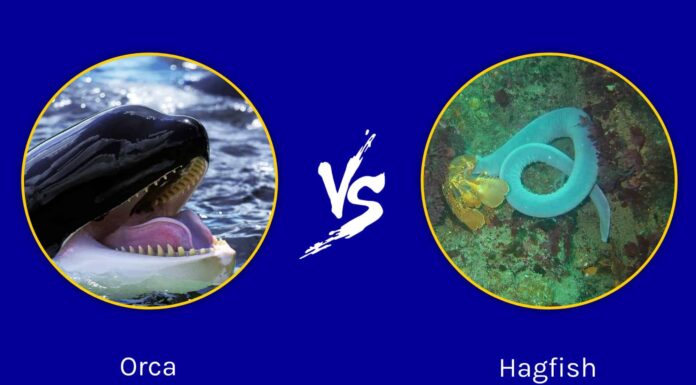 Orca vs Hagfish: quali sono le differenze?
