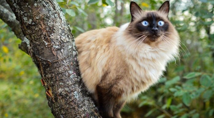 Gatto balinese contro siamese
