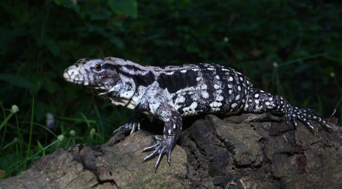 Best lizards - Black and White Tegus