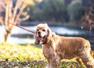 Cocker Spaniel americano
