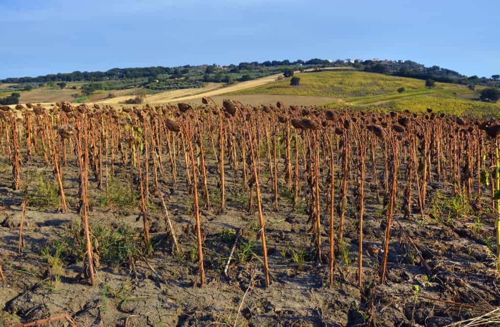 Campo di coltivazione di girasoli secchi e morti a causa della siccità.