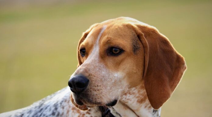 Coonhound americano
