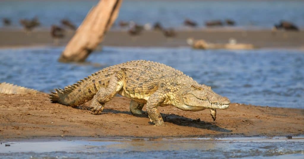 Un grande coccodrillo che prende il sole sulla riva di un'ampia distesa del lago Kariba in Africa.