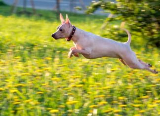 Terrier glabro americano
