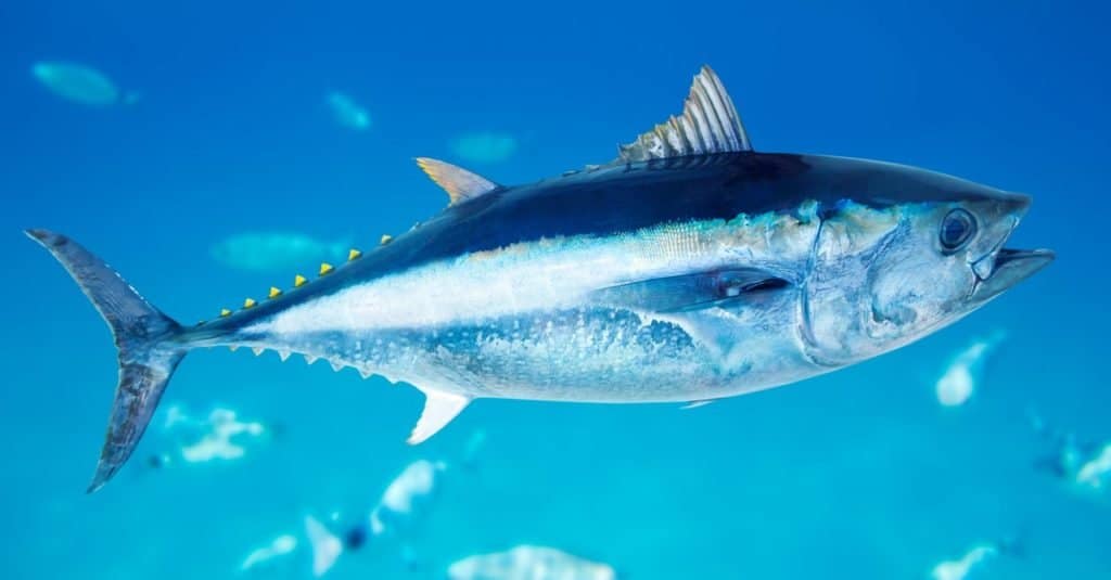 Animale marino più veloce: tonno rosso dell'Atlantico