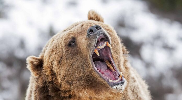 Battaglie epiche: l'orso più grande di sempre contro un branco di grizzly 
