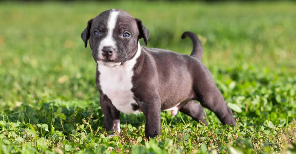 Cucciolo di American Staffordshire Terrier in piedi nell'erba mentre gioca