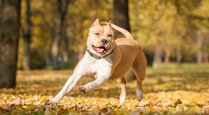 Staffordshire terrier americano
