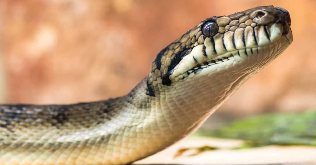 I serpenti più grandi: il pitone ametista