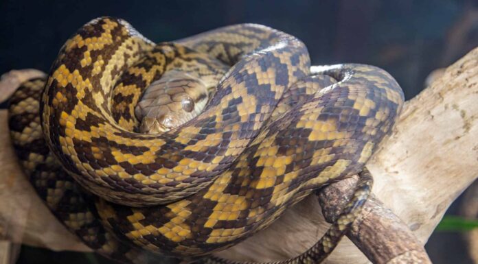 Scrub python on a tree branch