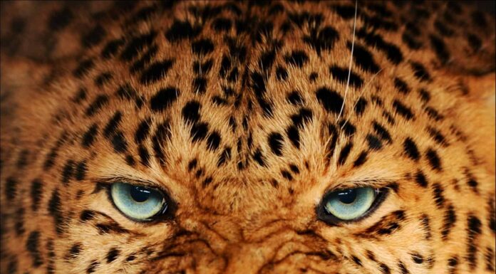 Leopardo dell'Amur
