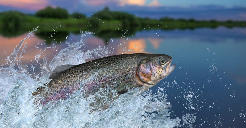 La trota iridea è facilmente uno dei pesci più grandi del New Mexico, con un peso di quasi 32 libbre