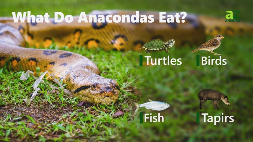 Cosa mangiano le anaconda