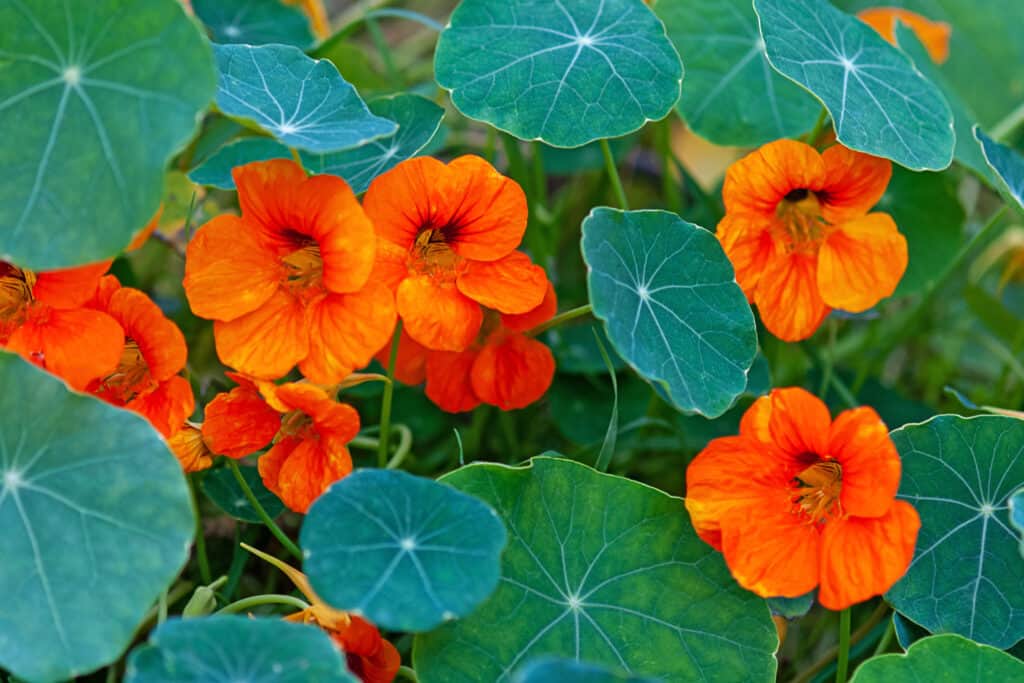 Nasturzio - Pianta rampicante sudamericana con foglie rotonde e fiori commestibili ornamentali di colore arancione brillante, giallo o rosso