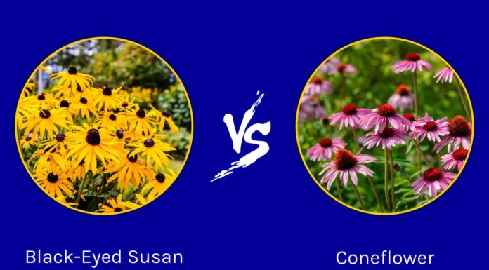 Susan dagli occhi neri contro Echinacea: qual è la differenza?
