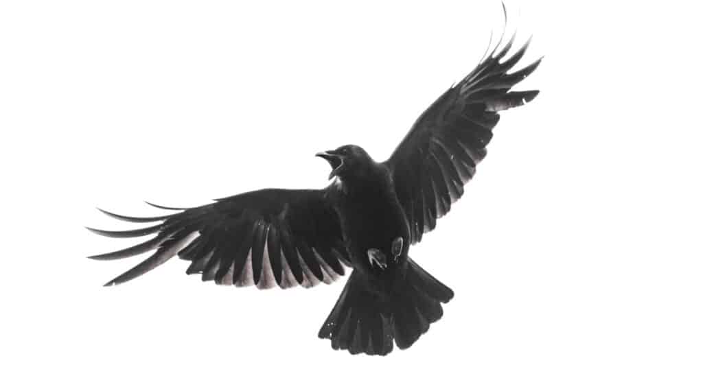 Cornacchia nera isolata in volo con le ali completamente aperte.