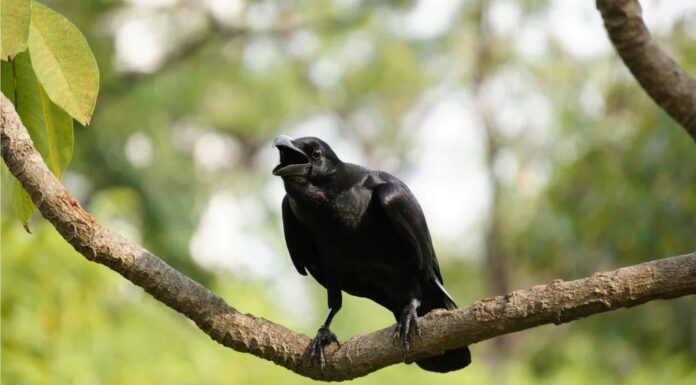 Simbolismo e significato degli animali dello spirito del corvo
