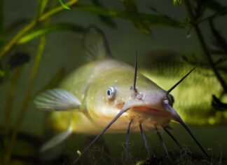 tiger muskellunge